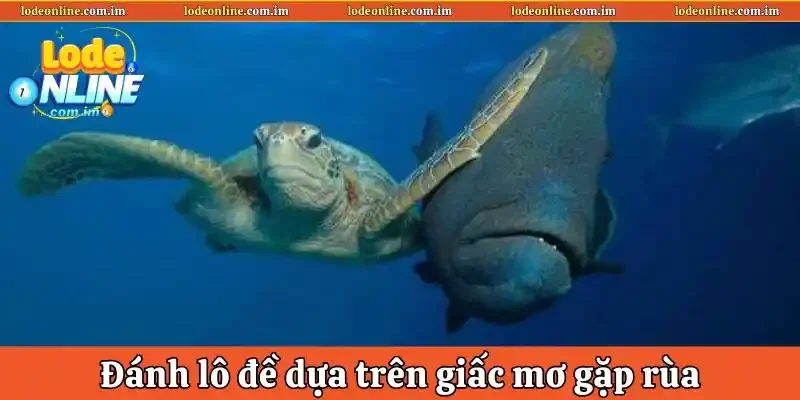 Hướng dẫn đánh lô đề dựa trên giấc mơ gặp rùa